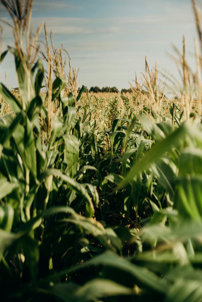 pexels-photo-3066814-3066814 A vibrant cornfield stretches under a blue summer sky, showcasing healthy growth and lush greenery.